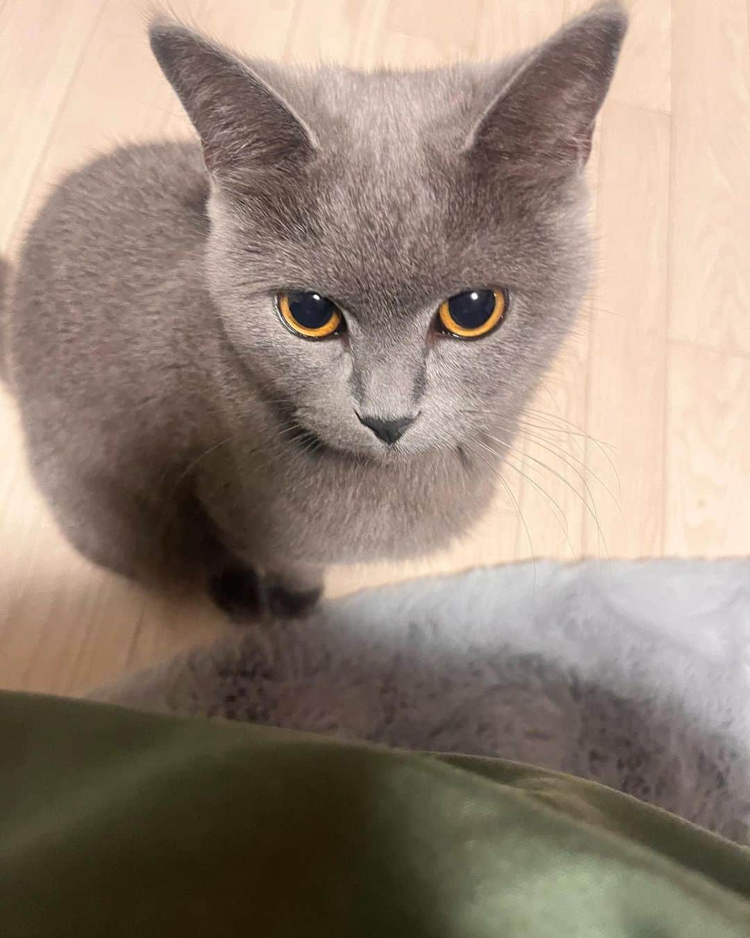 みすみのインスタグラム：「保護当時カリカリに痩せていたムジカさん ぽちゃぽちゃしてきました🐈‍⬛ ⁡ 一緒に過ごしていると 我が家に来る前のこの子の生活に 思いを馳せてしまう ⁡ ご主人はどんな人だった？ どこでどんな生活をしてたの？ その後お外は怖くなかった？ 雨は寒くなかった？ ⁡ お兄ちゃん夫婦に出会わなかったら 他の誰かに拾われてたかな？ ⁡ マイクロチップの情報は 存在しないアドレスに書き換えられていて、 誰もこの子を探してない ⁡ 猫、うちは一生ご飯に困らないし 絶対に裏切らないし500%の愛情を注ぐぞ ずっとぬくぬく幸せに暮らそうね ⁡ 誕生日だけ書いてあって、もうすぐ一歳！  #猫種なに #犬派のワイ猫のお腹空いた時にだけみせる露骨な態度に戸惑いが大きい」