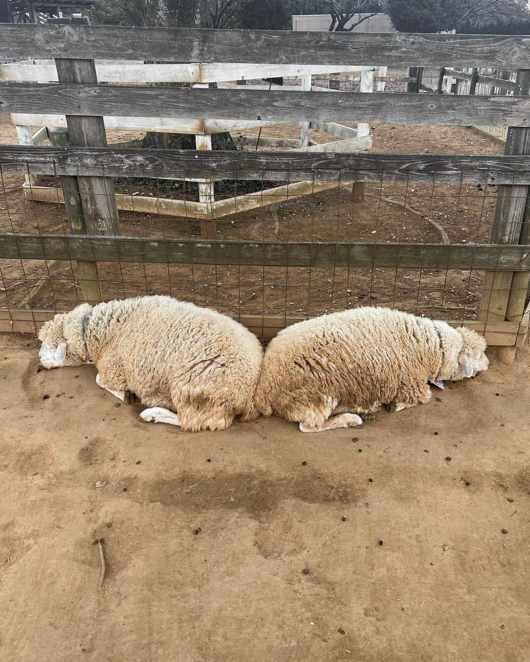 白釈迦遺さんのインスタグラム写真 - (白釈迦遺Instagram)「. 牧場最高 🌳🐏🐄🍦💐」11月11日 23時42分 - shaka_yui