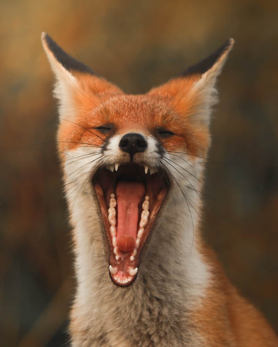 Canon UKのインスタグラム：「Looks like this fox stayed up way too late last night 💤🦊  This adorable image was taken while @filmfreds was on his way to capture the stunning sunset at Hastings Country Park. But as he entered the car park, this little guy caught his eye.   Surprisingly, the fox wasn’t scared off and was extremely friendly, allowing a full-on photoshoot with him. After a few pictures the fox let out a big yawn to let the photographer know he was finished with modelling for the day.  #canonuk #mycanon #canon_photography」