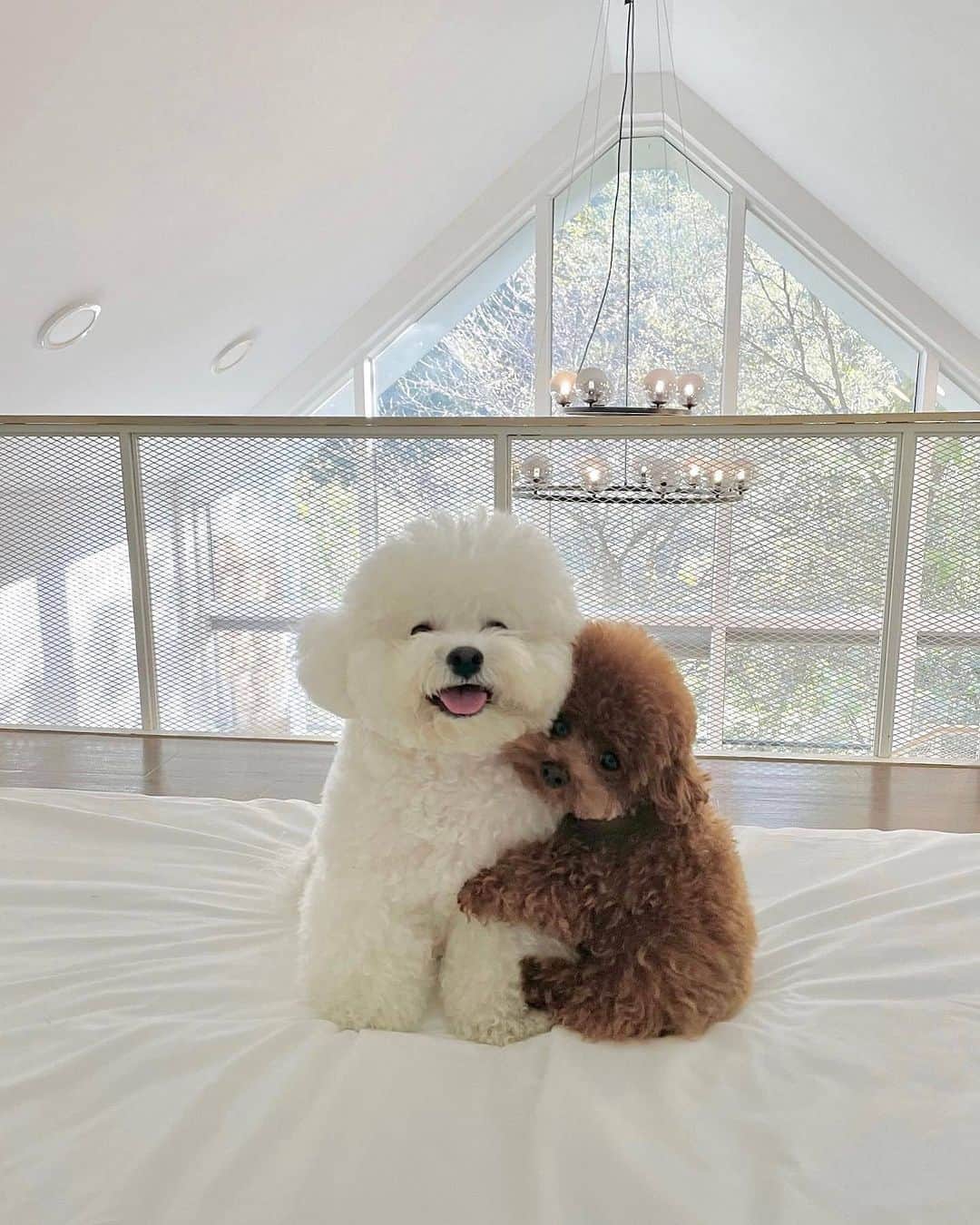 SHEINのインスタグラム：「Winter days are better with besties by your side! 🐶❄️ Tag your BFF who's always down to chill 👇@arang2o_o  #SHEINinspo」