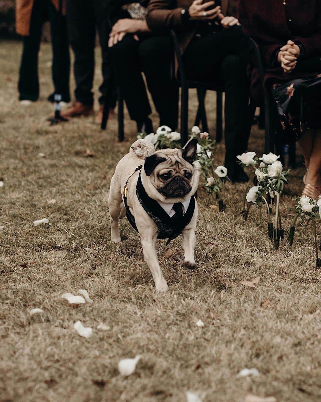 itsdougthepugさんのインスタグラム写真 - (itsdougthepugInstagram)「“When u took ur ring bearer duties VERY seriously” -Doug   Happy FIVE year anniversary to my humans, @lesliemosier and @robchianelli 🤍」11月12日 0時45分 - itsdougthepug