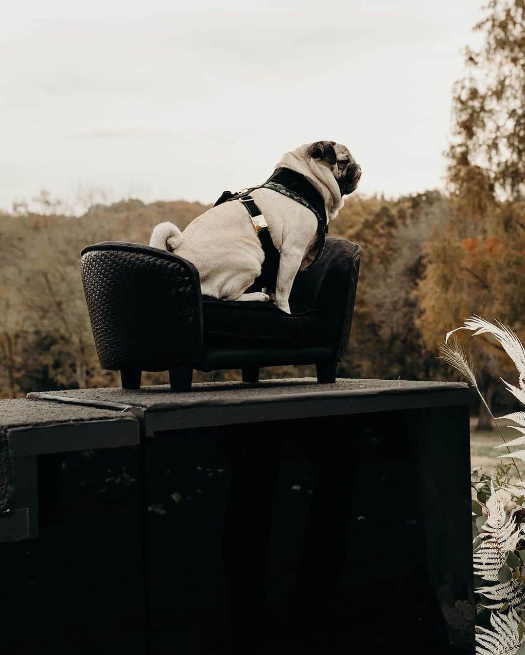 itsdougthepugさんのインスタグラム写真 - (itsdougthepugInstagram)「“When u took ur ring bearer duties VERY seriously” -Doug   Happy FIVE year anniversary to my humans, @lesliemosier and @robchianelli 🤍」11月12日 0時45分 - itsdougthepug