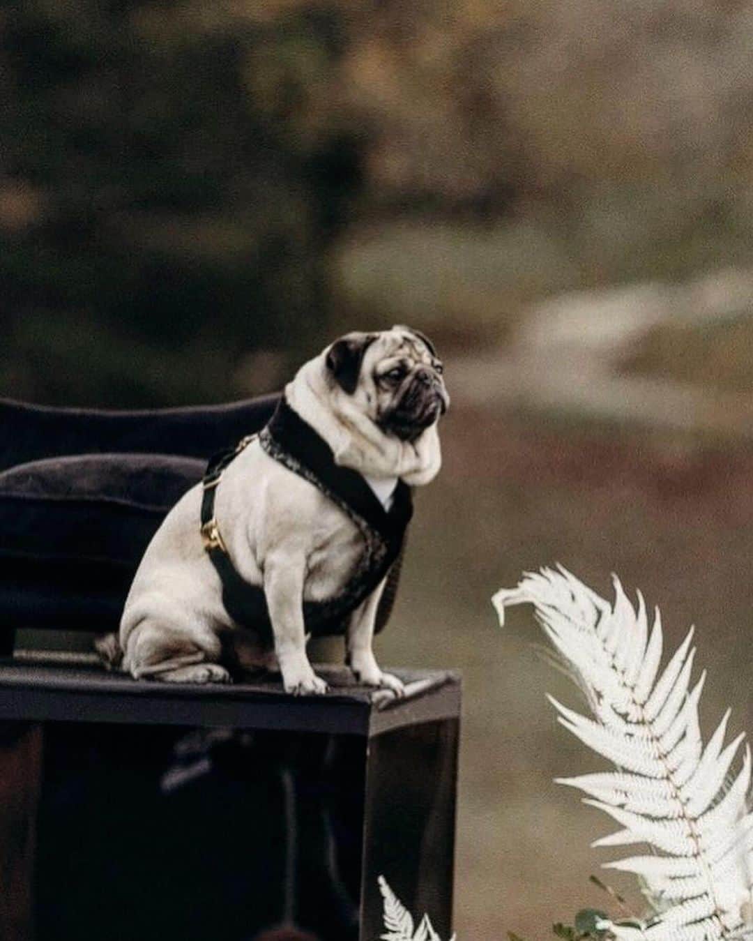 itsdougthepugさんのインスタグラム写真 - (itsdougthepugInstagram)「“When u took ur ring bearer duties VERY seriously” -Doug   Happy FIVE year anniversary to my humans, @lesliemosier and @robchianelli 🤍」11月12日 0時45分 - itsdougthepug