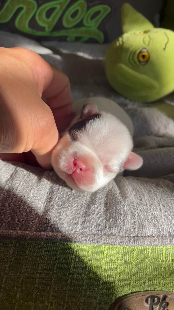 Regeneratti&Oliveira Kennelのインスタグラム：「Three days old and already stealing hearts. 😍🐶 #FrenchieLife」