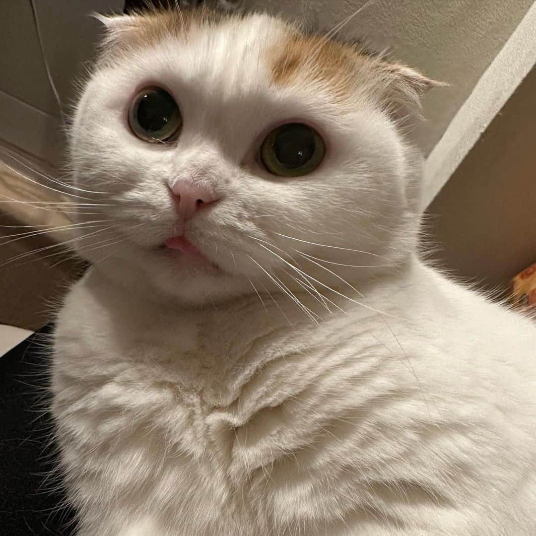 momo0224momomoのインスタグラム：「一気に冬になったねぇ  #ねこ#猫#かわいい#スコティッシュ#スコティッシュフォールド#ノルウェージャン#まん丸猫#ドラえもん#猫バカ#親バカ#多頭飼い#猫の平和を祈る#ペットバカ#ヌコ#Instagram猫#ねこ部#rakutenpet」