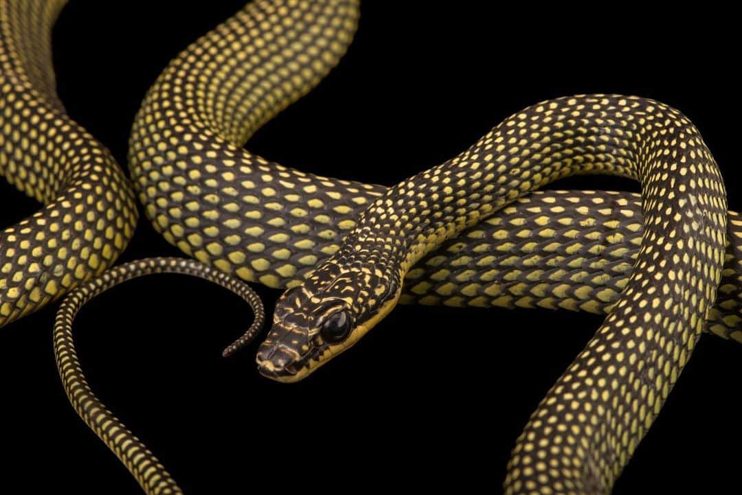 Joel Sartoreのインスタグラム：「Found in southeastern Asia, the paradise tree snake has a secret talent - it can fly! Now, it can’t fly in the traditional sense like bats and birds, but it can glide from one tree to the next covering distances of more than 30 feet. It does so by stretching its body into a flattened strip using its ribs and propelling itself forward. Photo taken @mandaiwildlifereserve.  #treesnake #snake #reptile #animal #wildlife #photography #animalphotography #wildlifephotography #studioportrait #PhotoArk @insidenatgeo」
