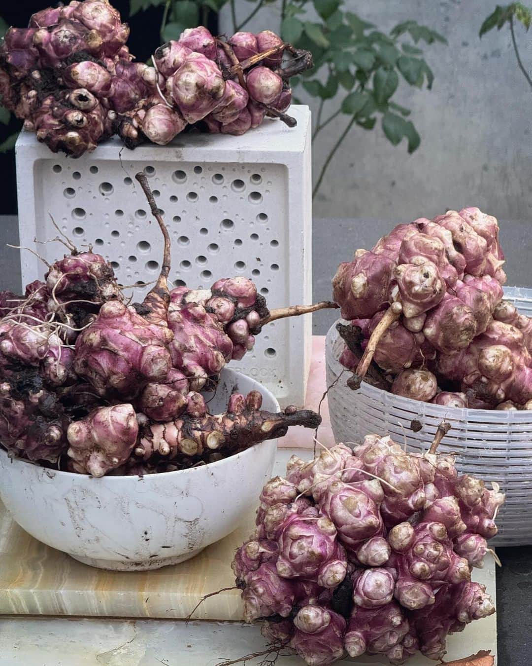 ニック・ナイトのインスタグラム：「I dug up my first crop of Jerusalem Artichokes today . This is from just one plant and I have 10 !!  Does anyone know any great Jerusalem Artichoke recipes ?  🙏🏻」