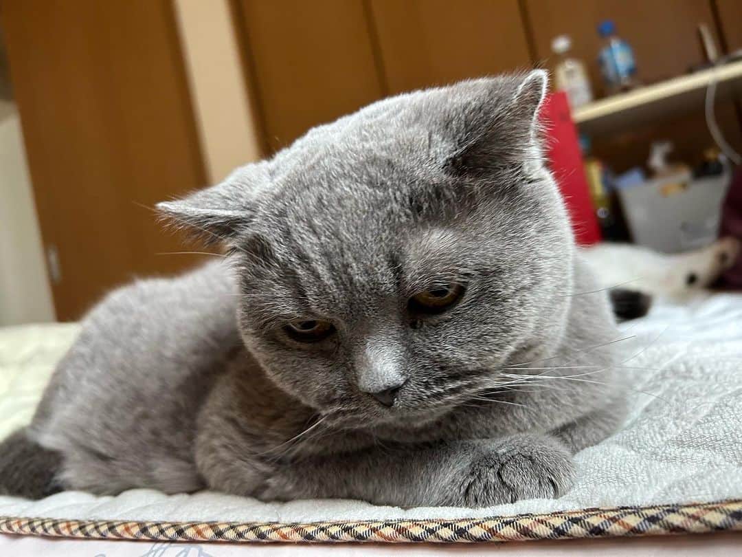 KAORUさんのインスタグラム写真 - (KAORUInstagram)「おはにゃん😊  寒いよー #ゆきさく もベッドへ集合😊  #諭吉と幸来 #猫のいる暮らし」11月12日 10時56分 - yukisaku_88
