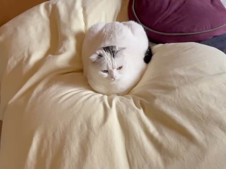 KAORUのインスタグラム：「おはにゃん😊  寒いよー #ゆきさく もベッドへ集合😊  #諭吉と幸来 #猫のいる暮らし」