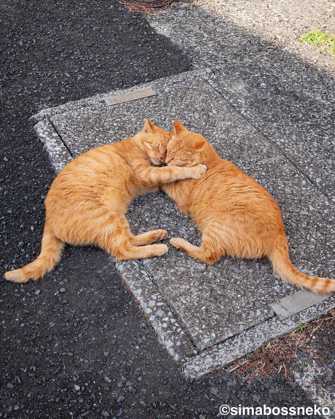 のインスタグラム：「・ ハートがいっぱい✨ ❤️💚🧡🩵💛💖 Swipeしてね←←🐾  写真のどこかにハートが🩷 見つけられるかにゃ〜😽  ・ ＼カレンダーをご購入予定の方はお早めに／😸🐾  ★2024年版カレンダーラインナップ★ 今年は6種類😽  ◎卓上 B6 週めくりタイプ 【さちカレンダー2024】  ・愛らしい島猫"さち"の姿をおさめています🗓️ ・枚数28枚(両面仕様 計56面) ・初めての"週めくり"カレンダー✨ ●minne、メルカリShops内"simabossneko's shop"にて  ※大分・深島公式サイト、Cafeむぎ でも数量限定で販売中🐾  ・〜・〜・〜・〜・〜・〜・〜  ◎卓上 B6 週めくりタイプ 【ほっこり島猫週めくりカレンダー2024】  ・53週、ふくふく仲良し。選りすぐりの島猫たちがいっぱい🙌 ・枚数28枚(両面仕様 計56面)の週めくりカレンダー ・六曜、祝日付き ●minne、メルカリShops内"simabossneko's shop"にて  ※熊本・湯島売店、ねころびカフェでも数量限定で販売中  ・〜・〜・〜・〜・〜・〜・〜  ◎壁掛け 月めくりタイプ 【なかよしすぎる島猫カレンダー2024】  ・MdNコーポレーション製作 ・六曜、二十四節気、雑節、朔望（月相）、イベント、前後月掲載 ・自由に書き込めるフリースペースを用意 ・サイズ：縦30×横40cm（展開時60×40cm） ●Amazon japan、楽天ブックス等にて  ・〜・〜・〜・〜・〜・〜・〜  ◎卓上 日めくりタイプ 【ほっこりゆったり毎日島猫日めくりカレンダー2024】  ・翔泳社製作 ・毎日違う島猫の写真が楽しめる366日の日めくりタイプ ・お散歩、昼寝、仲良し、じゃれ合いなどなど、様々なシーンを掲載！ ・縦100×横140mm、天糊綴じ、370P、スタンド付き ●Amazon japan、楽天ブックス等にて  ・〜・〜・〜・〜・〜・〜・〜  ◎卓上月めくり、壁掛け月めくりの2タイプ 【日なたぼっこ猫だよりカレンダー2024】  ・アクティブコーポレーション製作 ・毎年好評のシリーズ。のんびりだらだらな猫たちが、癒しと、人生をちょっとよく生きるメッセージを送ります。 （カレンダー内には 7枚、simabossnekoの写真が採用されています） ●ハンズ、アクティブコーポレーション公式ショップ等にて  毎日島猫日めくりカレンダーと日なたぼっこ猫だよりは、 さちカレンダーや島猫週めくりカレンダーとのセットを、simabossneko's shopにて販売中です✨  ★minne、メルカリShopsへは @simabossneko または @p_nyanco22 のプロフィールリンクからご覧いただけます。 ・  Available now❗️ "Island Cats Weekly Calendar 2024" and "Sachi Weekly Calendar2024"  ●Island Cats Weekly Calendar 2024 53weeks, A lot of selected island cats photos❣️  ●Sachi Weekly Calendar 2024 It is a calendar that shows the lovely island cat "Sachi"💓  These are desktop, B6 size. 28 sheets (56 sides in total with double-sided specifications) Weekly calendar.   We also sell a great set with “Hinatabokko Nekodayori Calendar” and “366days Island cats Day to Day Calendar” 🐾  The 2024 calendars are sold at minne "simabossneko's shop"  ●Shop URL https://minne.com/＠simabossneko  🇺🇸🇰🇷🇹🇼🇭🇰🇫🇷🇩🇪🇮🇹etc. It is possible to purchase and ship the works from overseas.  ※ Shipping fee will be charged separately.  You can reach the shop from the profile link of @simabossneko or @p_nyanco22   And, Story highlights also have a link to the shop. Please take a look there too.  #しまねこ #島猫 #ねこ #猫写真 #cats_of_world #catloversclub #pleasantcats #catstagram #meowed #ig_japan #lumixg9」
