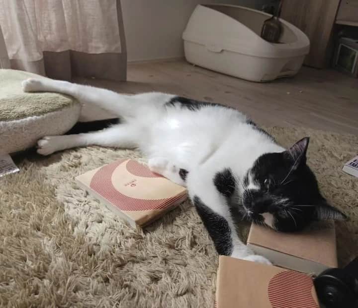 sippoさんのインスタグラム写真 - (sippoInstagram)「『sippoストーリー 』からの紹介です😺 ミックス猫のスピカちゃん（４才半くらい）おしりをポンポンされるのが大好き😉何かにもたれるのも好きで、今日は本を枕に！📚  飼い主さん：なすび  sippoのサイト（sippo.asahi.com）で、飼い主さんに投稿してもらった、犬や猫のとっておきストーリーをご紹介しています。 @sippo_official プロフィールのサイトリンクから、『sippoストーリー 』をご覧下さい👀✨ ㅤ あなたとペットのストーリーを募集しています！ #sippoストーリー をつけて、犬や猫の写真を投稿してくださいね🌸採用された方には、編集部からDMでご連絡差し上げます🐾 ㅤ #sippoストーリー #猫 #ネコ #ニャン #ミックス猫 #雑種猫」11月12日 11時01分 - sippo_official