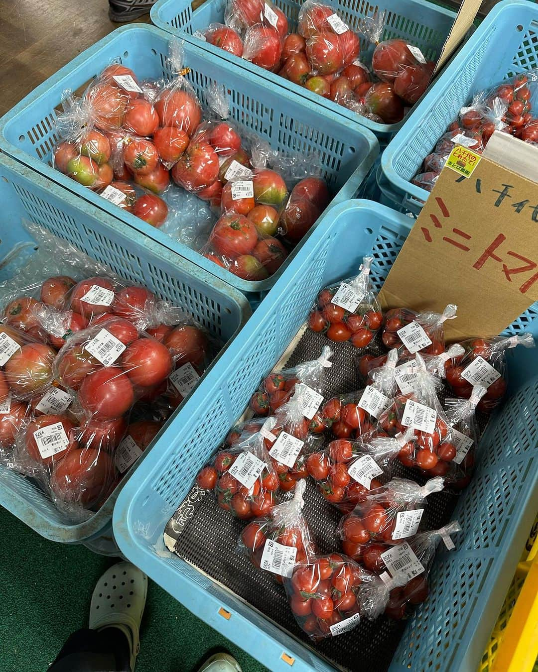 道の駅やちよさんのインスタグラム写真 - (道の駅やちよInstagram)「農産物直売所、今日のおすすめ！  🍅高騰が続いていますが、だんだんとお安くなって来ました👏 そして、ほうれん草は86円〜とお求めやすくなっています❗️沢山買い込んで、ほうれん草しゃぶしゃぶにしてください。とっても美味しいです。  季節の食用菊も一緒にお鍋に入れると映えますね✨  #道の駅やちよ #ほうれん草レシピ #お買い得情報 #新鮮野菜 #地産地消 #農産物直売所 #ミニトマト #食用菊 #八千代市」11月12日 11時04分 - michinoeki_yachiyo090720