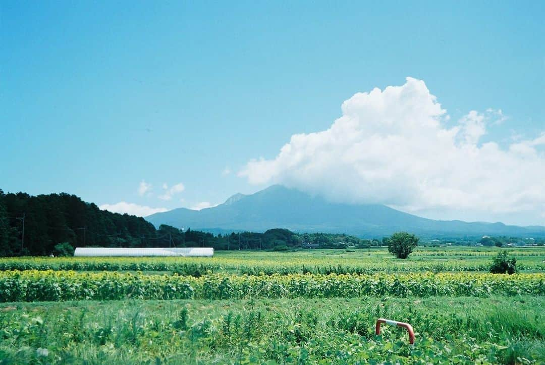 杏沙子さんのインスタグラム写真 - (杏沙子Instagram)「いい水色 ひまわりが大山を見てた🌻 ㅤㅤㅤㅤㅤㅤㅤㅤㅤㅤㅤㅤㅤ #film #filmphotography  #olympus35dc」11月12日 11時05分 - asako.ssw