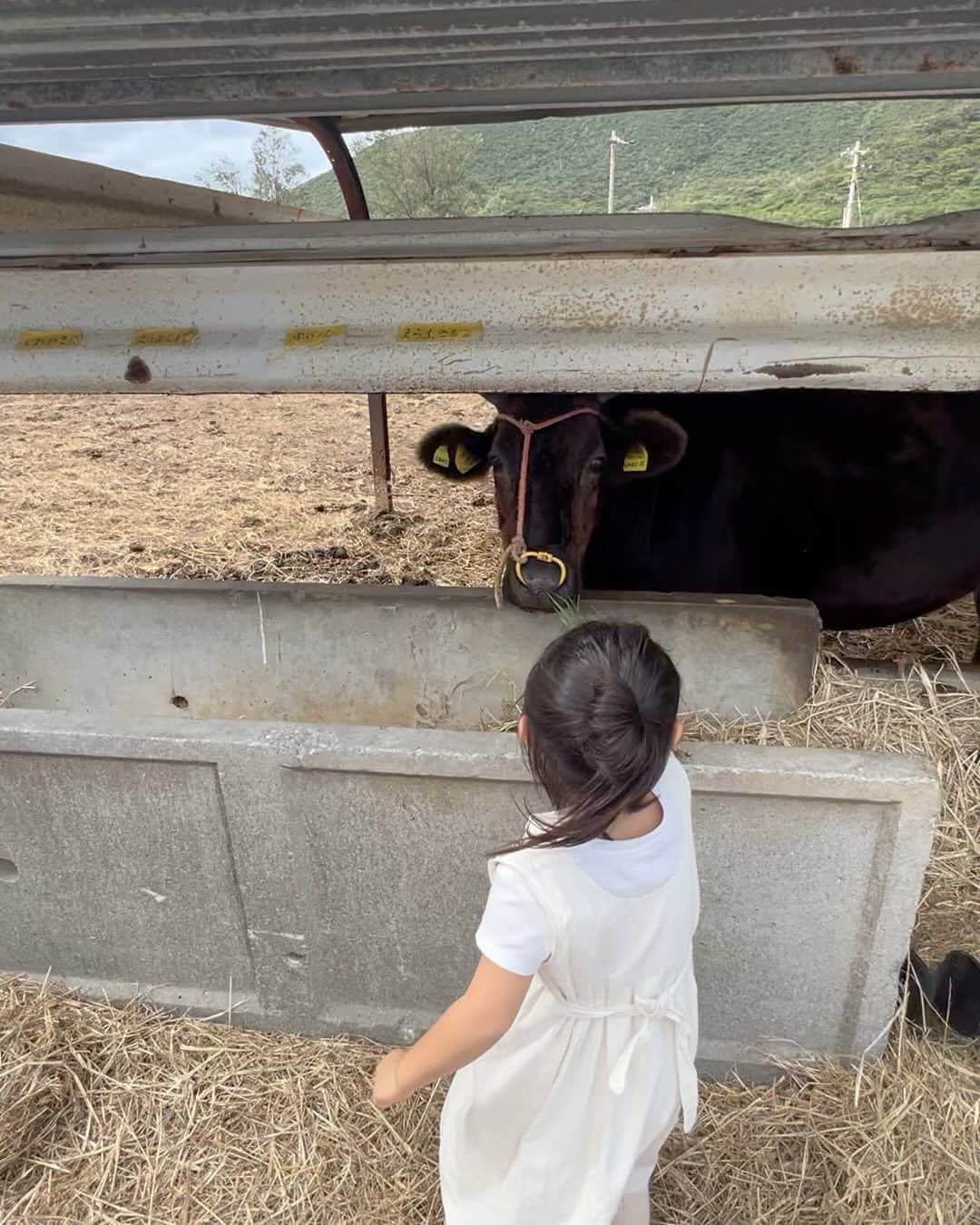 来夏のインスタグラム：「#💚 何度いっても魅力的で ホッとする大好きな島🏝️  牛さんにごはんをあげたり バナナもハイビスカスも 大きな蝶々も にわとりも 洞窟も ヒージャーも 伊平屋ブルーも 娘と見れた景色なことが なにより嬉しかったー🩵  娘も すぐまた皆に会いに行きたいーって😆💓  いろんな場所に連れて行ってくれてありがとう☺️ 仲良くしてくれて感謝です🫶  島の自然の恵みに囲まれて 心もお腹も満たされ しあわせ🥹🙏  #伊平屋島 #iheyaisland  #沖縄 #okinawa #釣り吉」