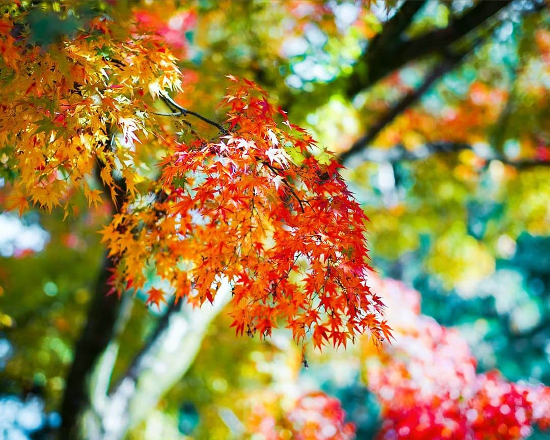 SOU・SOUのインスタグラム：「京都を代表する紅葉の名所「嵐山」。野山に美しい景色が広がります。 - - - - - - - - - - - - 11月らしくない気温が続いていましたが、週末からぐっと冷え込むようですね。秋を飛び越えて冬の気温とのことですが、寒さが増してようやく季節の深まりを感じられそうです。  これからの京都といえば紅葉。桜の季節と並んでこの時期も、多くの観光客の方が京都各所で美しい紅葉を楽しみます。中でも嵐山は天龍寺や龍安寺など寺院の紅葉、また山に近く、川が流れる自然豊かな紅葉を堪能できる場所。  渡月橋から眺める景色は絶景！遠くに眺める色とりどりに染まった嵐山の数々は心癒される景色です。ゆっくりと進む屋形船から眺めることもでき、風光明媚な秋の嵐峡めぐりは陸からとは一味違う楽しみ方です。  黄色、緑、赤、様々な色が入り交じる、自然の中のカラフルな景色はまるで一つのテキスタイルを見ているよう。昔から変わらない景色はきっと様々な人の心に残り影響を与えてきたのだろうと思います。  （ハルナ）  #sousou #sousoukyoto #shrine #kyoto #京都 #そうだ京都行こう #神社仏閣 #期間限定 #秋 #風物詩 #秋の風景 #京都旅 #京都のくらし #日々の暮らし #紅葉 #紅葉スポット #観光 #京都散歩 #京都観光 #紅葉狩り #嵐山 #autumn #秋の京都 #kyototrip #kyototravel #kyotojapan #京都散策 #京都紅葉 #秋を楽しもう」