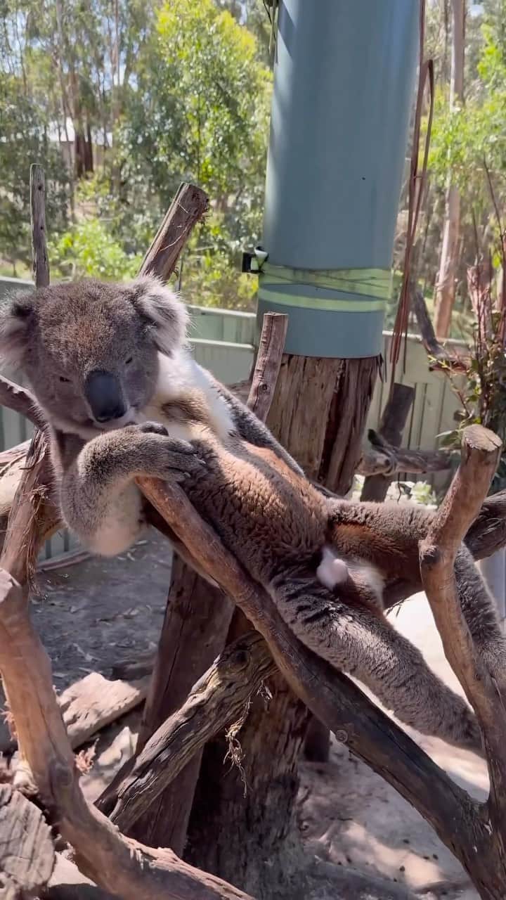 Australiaのインスタグラム：「How you doin’? 😎 You can catch this handsome boy and his mates at @warrawong_wildlife_sanctuary in @visitadelaidehills. Pop over to this @southaustralia #wildlife sanctuary and mingle with #koalas, #kangaroos, #platypuses, and a whole bunch of other #Aussie celebs! 🦘Just a hop, skip, and a jump (aka. a 30-minute drive) from Tarntanya (@cityofadelaide), immerse yourself in the wild wonders of #WarrawongWildlifeSanctuary by booking an animal encounter or a behind-the-scenes experience!   🎥: @warrawong_wildlife_sanctuary  📍: Warrawong Wildlife Sanctuary, @visitadelaidehills, @southaustralia   #SeeAustralia #ComeAndSayGday #SeeSouthAustralia #VisitAdelaideHills  ID: A koala lounges lazily in the fork of a tree branch at a wildlife sanctuary.」