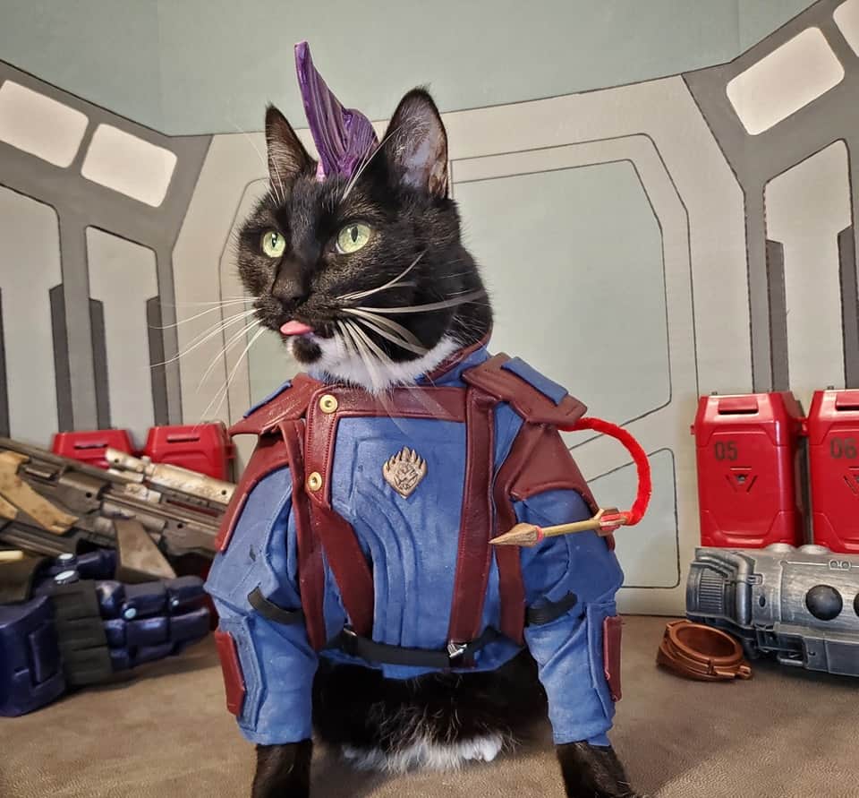 猫コスプレのインスタグラム：「Welcome to the Blepin Guardians of the Galaxy   #GuardiansOfTheGalaxyVol3」