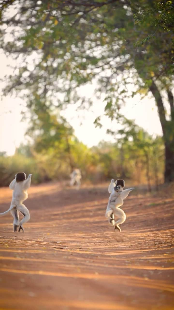 Discover Earthのインスタグラム：「Caught these sifakas busting some serious moves in the jungle! 🌿💃 Lemurs got rhythm! 🕺🌴  📍Madagascar   🇲🇬 #DiscoverMadagascar with @alvarowildlifephoto」