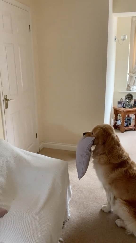 のインスタグラム：「Ted welcoming his little brother, Sid, home 🥹 Fetched with permission @sam_griffiths96   #welcomehome #puppygram #puppylove #dogsiblings #dogsofinstagram」