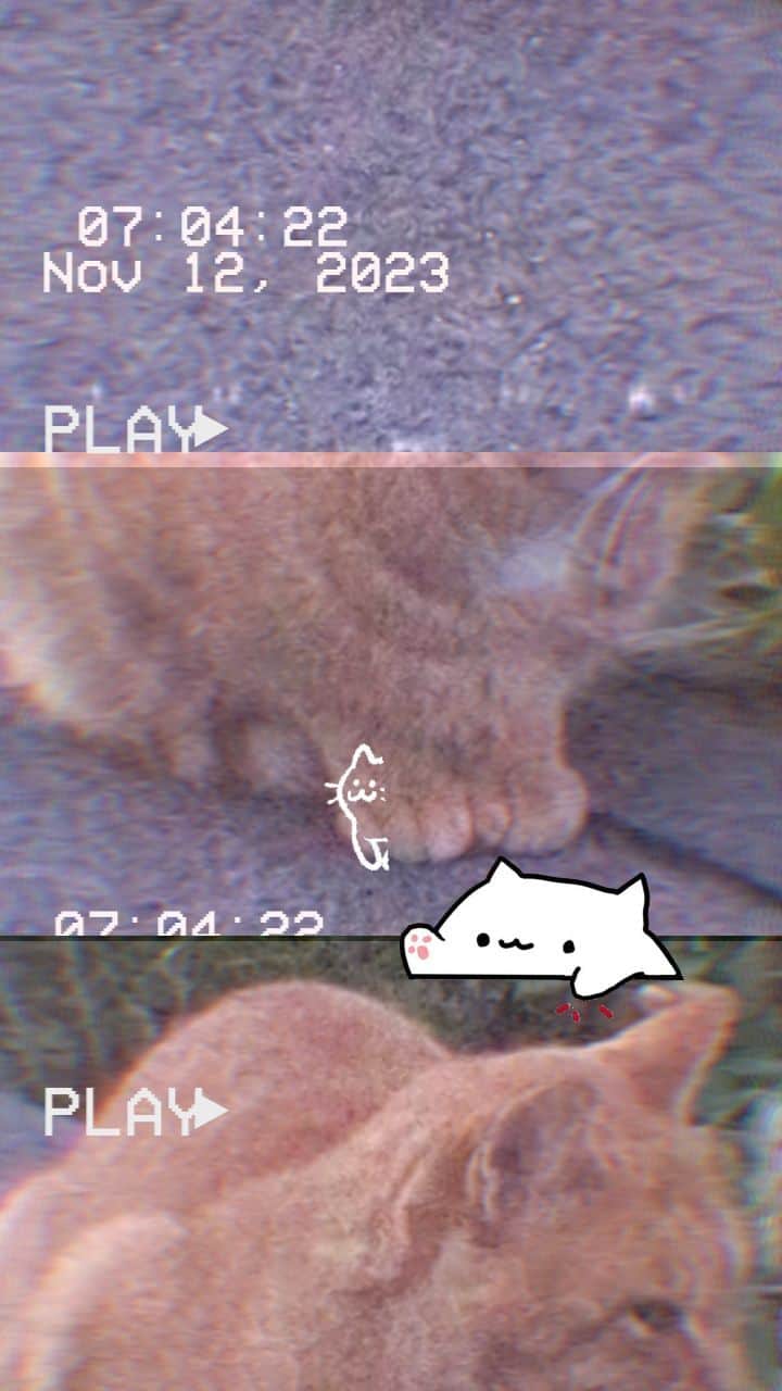 MAKO0MAKO0のインスタグラム：「cat #cat #catvideo #猫動画 #猫」
