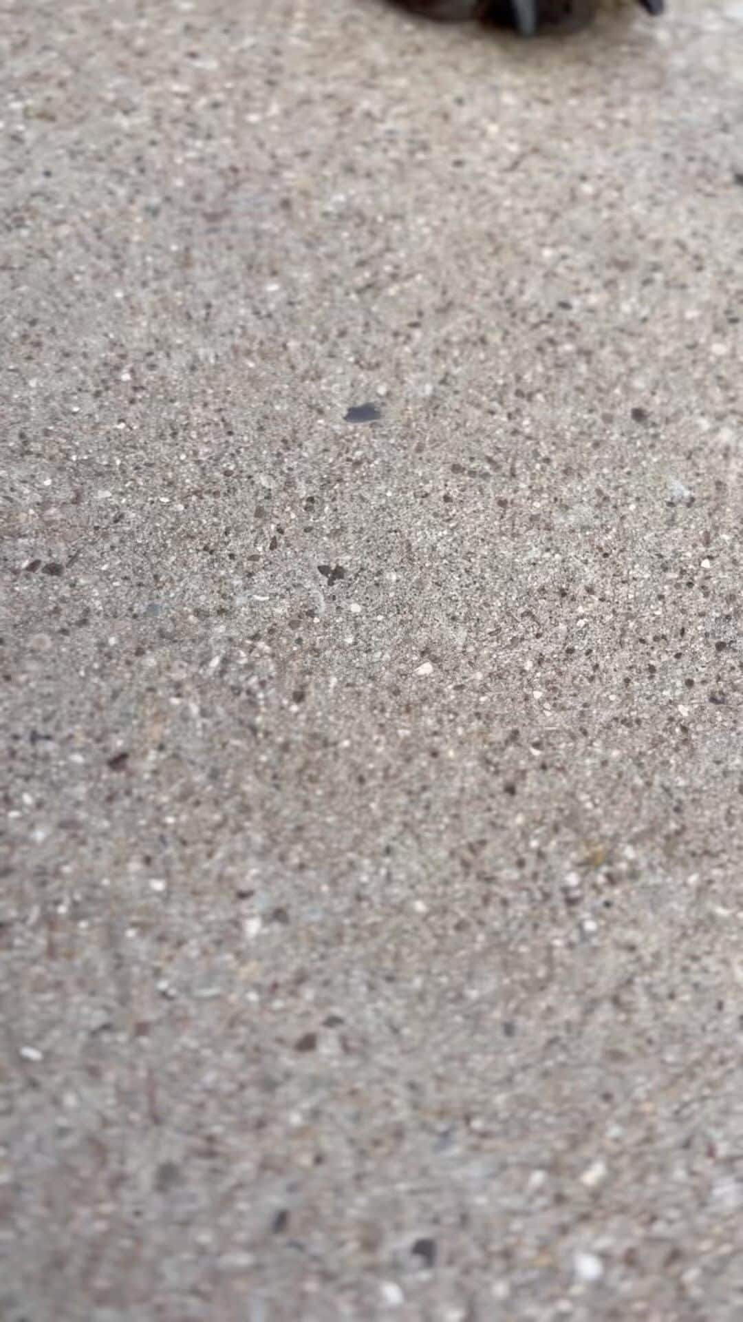 マライア・ベルのインスタグラム：「My pretty puppy girl ❤️」