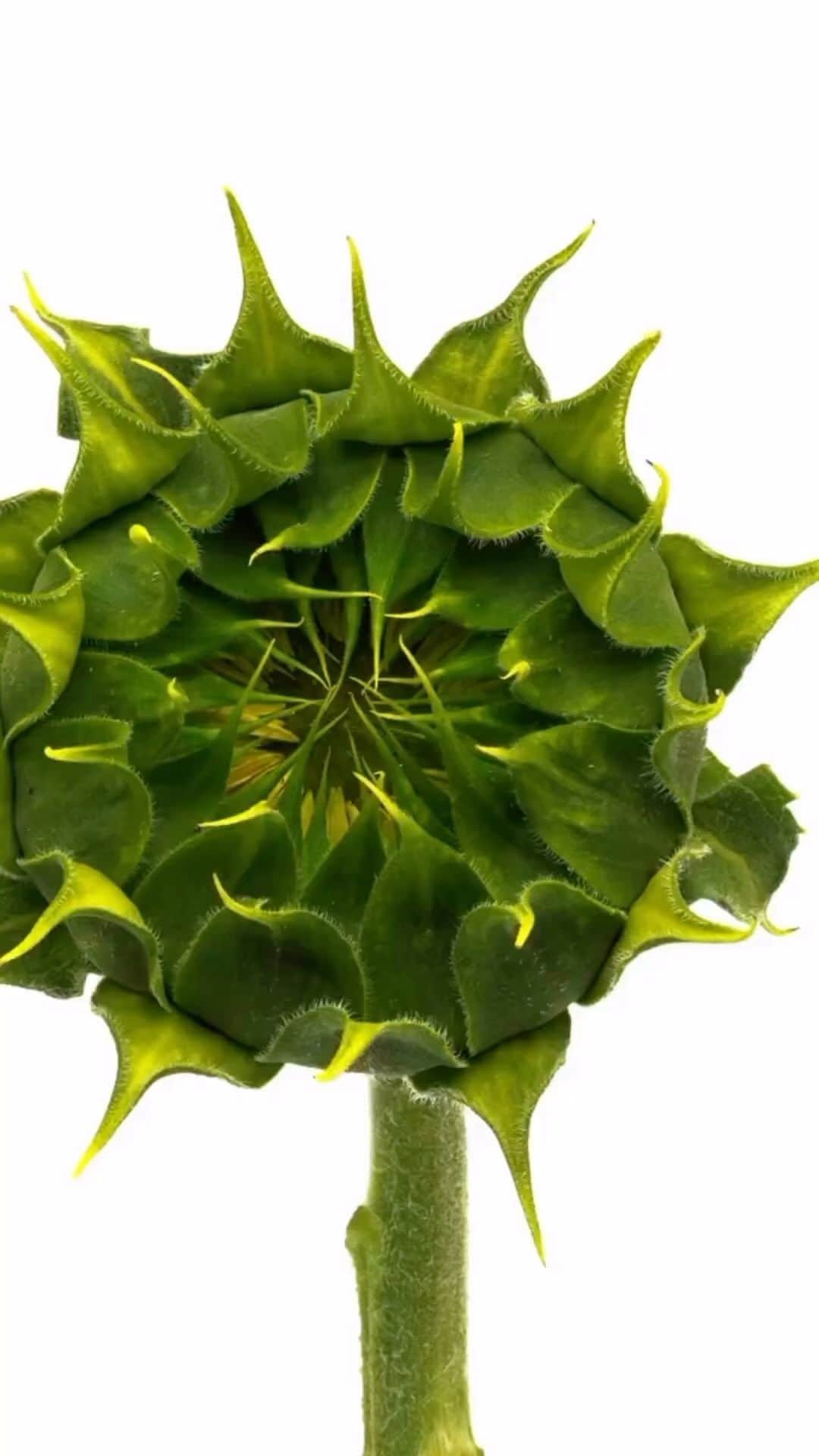 エヴァ・マルセルさんのインスタグラム (エヴァ・マルセルevamarcille)