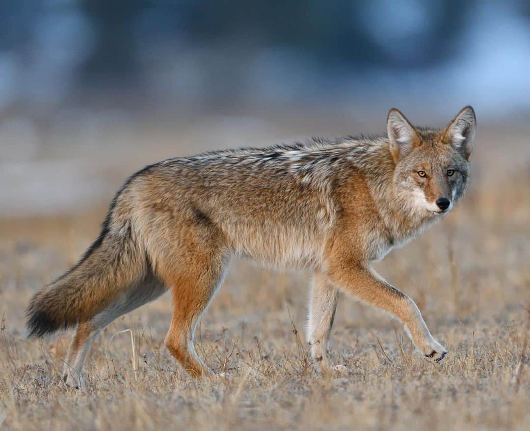 Keith Ladzinskiのインスタグラム：「A North American Coyote locking eyes with me while moving across the meadow in @rockynps - these incredible canines are one of my favorite North American predators, effective as solo and pack hunters.」