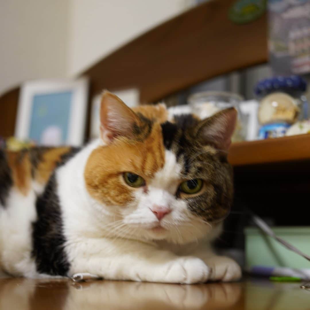 みかんさんのインスタグラム写真 - (みかんInstagram)「.  見つめられちゃった😍  #みかん #cat #catstagram」11月12日 8時23分 - aja.ri