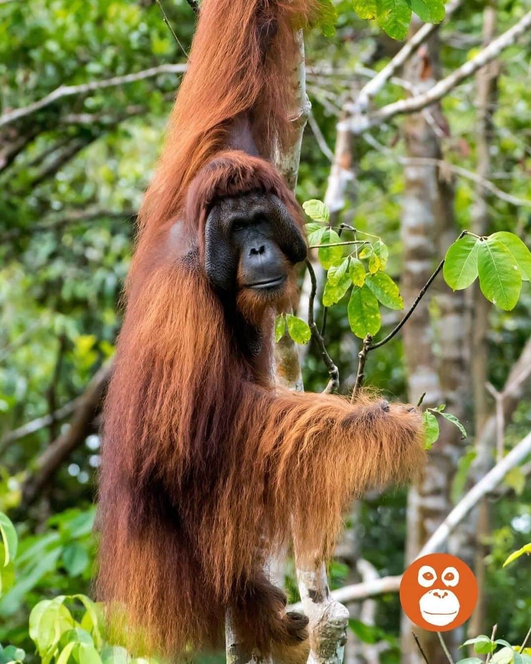 OFI Australiaのインスタグラム：「Did you know ... Orangutans have tremendous strength. Like humans, orangutans have opposable thumbs. Their big toes are also opposable which helps them to hold onto trees and hang upside-down from branches for long periods of time to retrieve fruit and eat young leaves. Fully developed adult males can weigh up to 135 kg, while adult females weigh less than half that weight. Adult male orangutans can reach a height of 1.5 metres and can have 2.4 metre arm spans.  #OrangutanAwarenessWeek #oaw2023 #OAW #saveorangutans #saynotopalmoil #orangutanstrength #orangutanfacts #orangutansize」