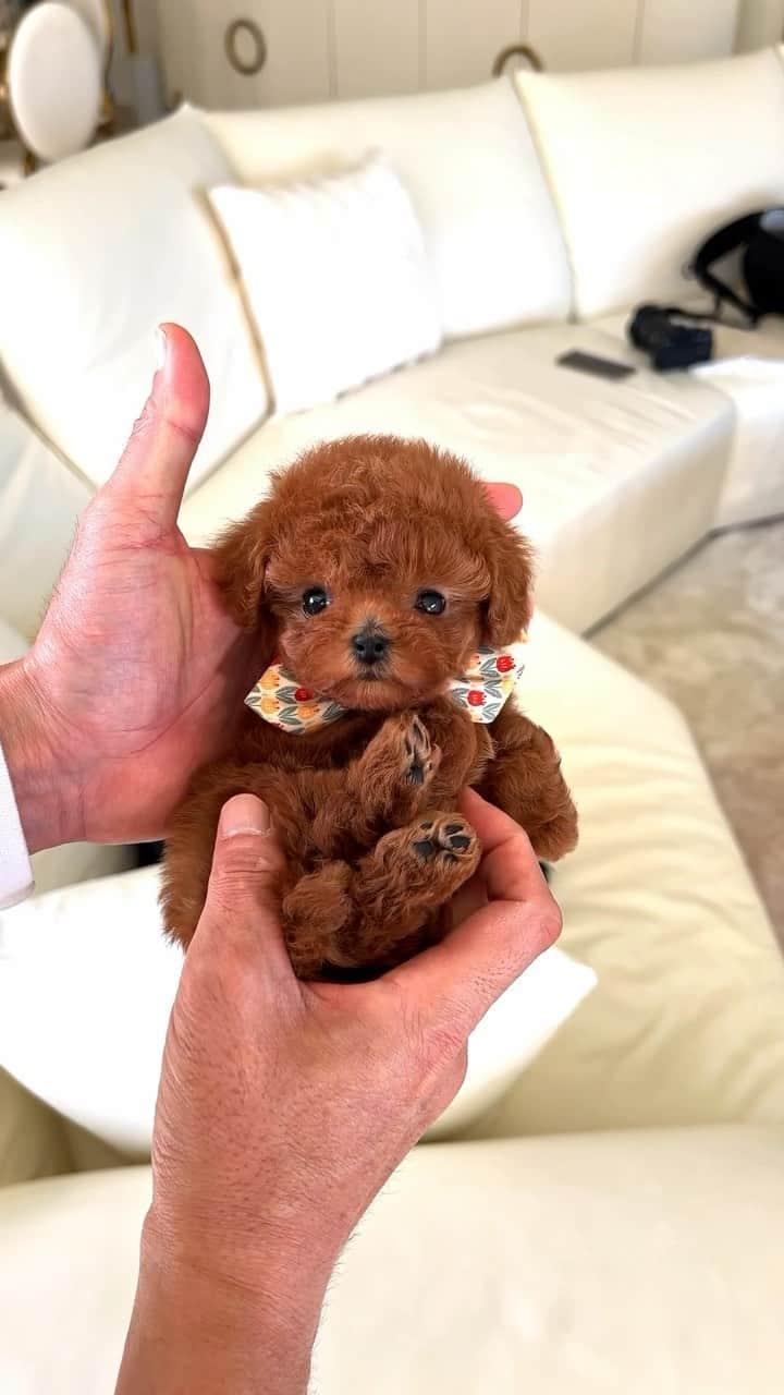 Rolly Pups INCのインスタグラム：「New poodle baby has arrived at @rollypups.official ‘s sister company in @kpups.official !😍」