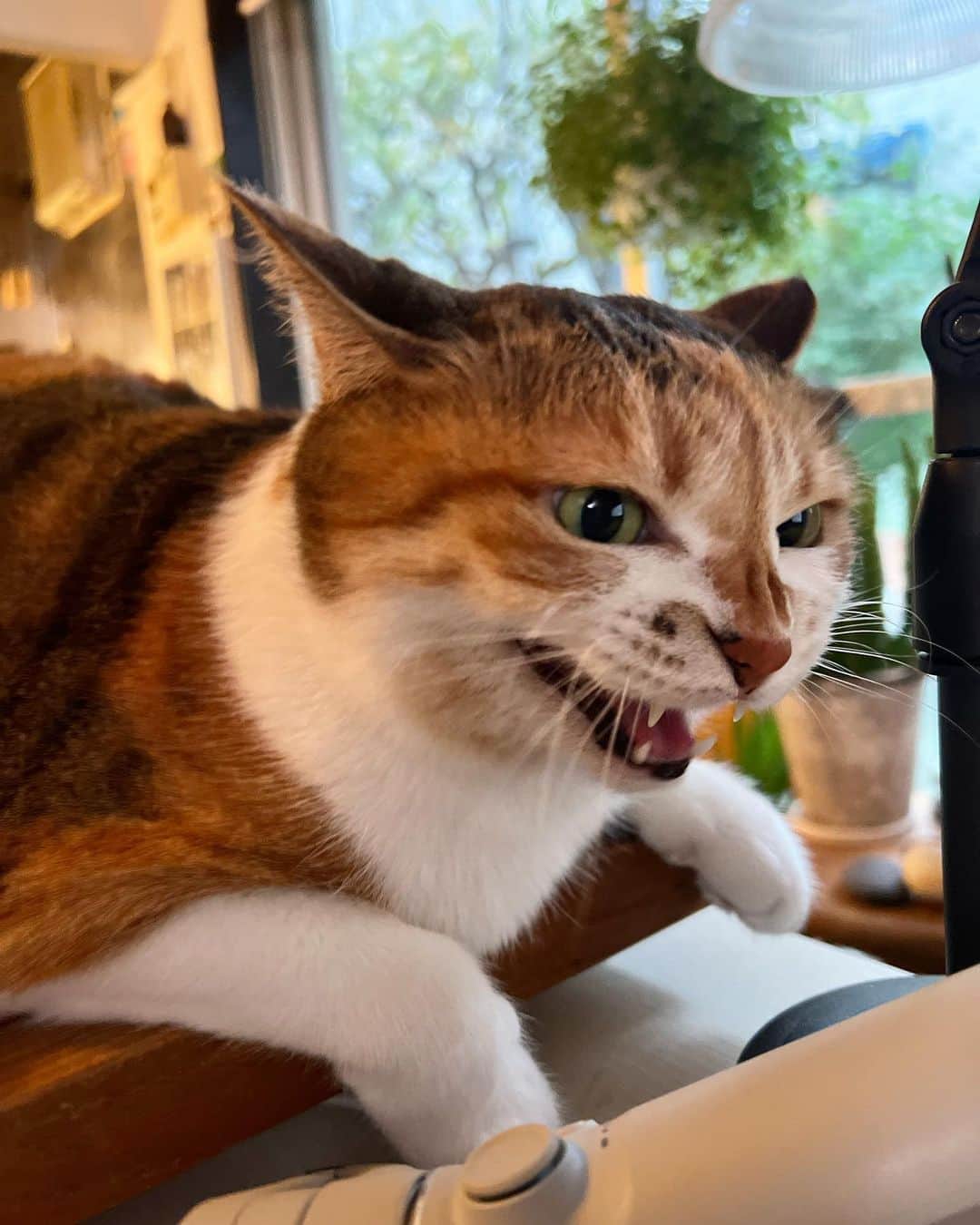 山田稔明のインスタグラム：「おはよ。太陽どこ行った？ #ポチ実 #三毛猫」