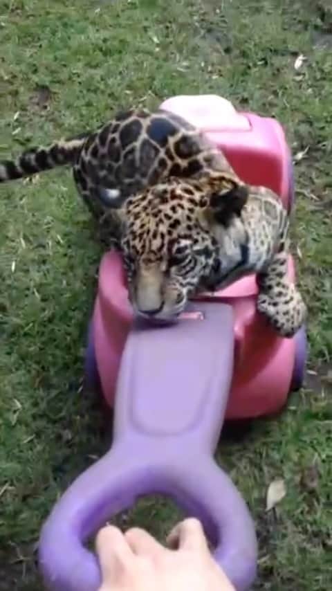 Black Jaguar-White Tiger のインスタグラム：「My Brother @marcmarzenit just sent me this old vid that he took of MaTzu, Karmis, Cielo, and The Jaguar Express, 10 years ago. I do not remember seeing it before… #TheJaguarExpress」
