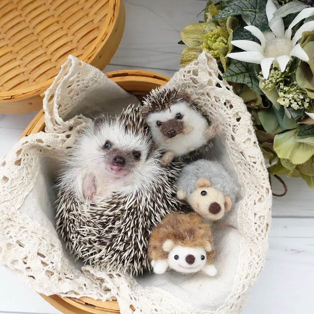 ラド&ティンクのインスタグラム：「hedgehogs assortment  model ： Ocean  ハリネズミの詰め合わせ  おーしゃんの可愛いお写真はいっぱいあって なかなか選べないけど、 これも大好きな1枚。 お空組での応募ができるのって素敵💓  @daichi.okuno さんの #ハリ缶プロジェクト  に応募します✨✨  このお写真が公式Instaglamに紹介されて、フォロワーが爆発的に増えたんだよね。  リアムはおーしゃんの孫で フランはおーしゃんのひ孫 ミアはおーしゃんの兄弟のアルくんの玄孫（やしゃご）だよ。  #はりねずみのおーしゃん #男の子はみんなベビーフェイス #はりねずみ #ハリネズミ #針鼠 #igersjp #pecotv #hedgehog #hedgie」