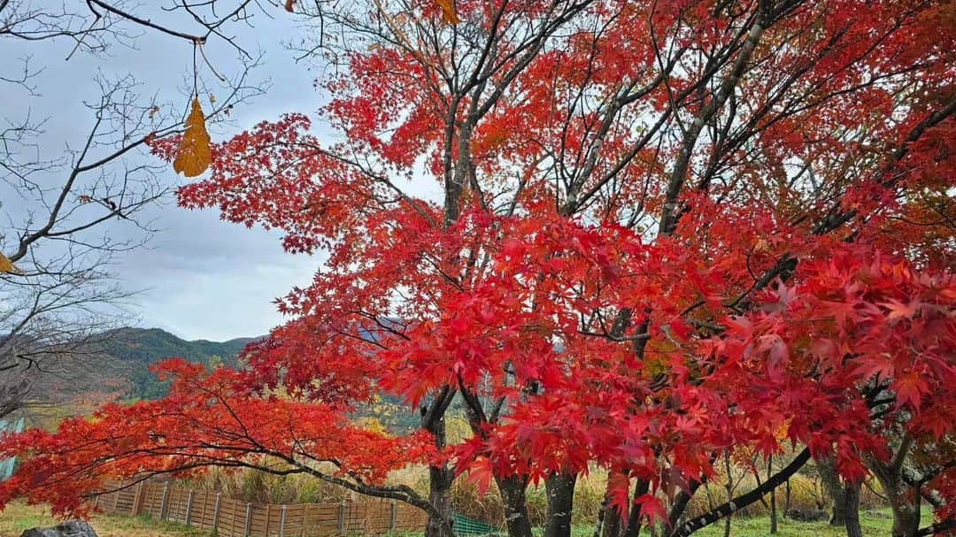 綾小路きみまろさんのインスタグラム写真 - (綾小路きみまろInstagram)「綾小路きみまろです。 おはようございます。 河口湖からお届けします。  ただいま河口湖は #紅葉祭り 開催中🍁🍁🍁  早朝の紅葉まつり会場を #きみまろ散歩  テクテク…てくてく…テクテク…🚶‍♂️  ぜひ、紅葉祭り期間中に きみまろ茶やにも遊びにいらしてくださいね。 通常は土日祝営業ですが 11/23までの紅葉まつり🍁期間中 お休みなしで10時～16時営業しています。 ご来店お待ちしております！  #綾小路きみまろ #富士山 #河口湖 #もみじ #きみまろ茶や」11月12日 9時31分 - ayanokojikimimaro_official