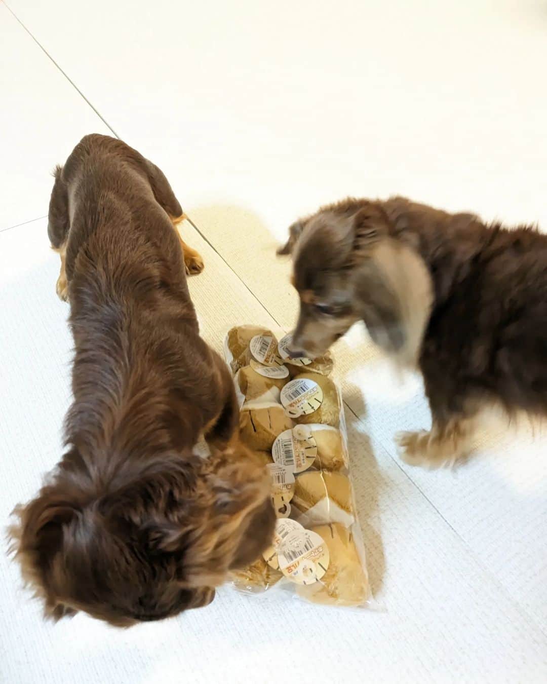 くるみんのインスタグラム：「* ブル足10個セットが届きました😆 ②あずきちゃんがブル足で遊んでる動画 10歳になっても、いつまでも子供みたいで可愛い❤ * #カニンヘンダックスフント #カニンヘンダックスフンドチョコタン #カニンヘンダックス多頭飼い #カニンヘンダックスの日常 #カニンヘン #カニンヘンダックス #カニンヘンチョコタン #カニンヘンダックスチョコタン #カニンヘンの会 #カニンヘンダックスフンド #チョコタンダックスフント #チョコタンダックスフンド #チョコタンダックス #チョコタン #ダックス多頭飼い #ダックスフントカニンヘン #ダックスフント #ダックスフンドカニンヘン #ダックスフンドチョコタン #ダックス部 #ダックスフンド #ダックス #ダックスの日常 #ダックス短足部 #ブル足 #いぬバカ部 #いぬすたぐらむ #短足部 #dachshund #dachs」