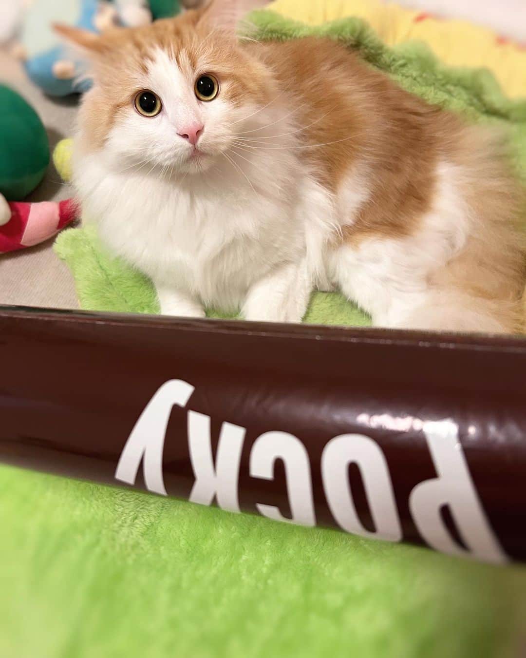 山岸愛梨さんのインスタグラム写真 - (山岸愛梨Instagram)「恵比寿ガーデンプレイスの イルミネーション点灯式をお届けしました。 一緒に配信担当してくれたももちゃん、 そして中継に行ってくれたのんちゃんありがとう☺️🤍  ももちゃんに大きなポッキーをもらったので おもち（猫）に見せてあげたら 目をまんまるにして驚いていましたw🐈  ˗ˏˋ  11月11日（土）番組衣装   ˎˊ˗ tops &skirt  @techichi_official  accessories @phoebe_official  ふわふわのリボンが可愛いブラウス🎀 ジャガードスカートはゴールドの糸が使われていて 高級感あるデザインでした。 素敵なお衣装ありがとうございます。  #ウェザーニュース #ウェザーニュースlive #ウェザーニュースキャスター　#衣装　#衣装提供」11月12日 9時59分 - airi_yamagishi