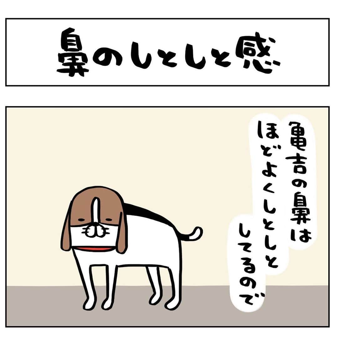 のインスタグラム：「日常4コマーぬと 鼻しとしと1号2号  #4コマ#パンダと犬#犬かわいい#犬#ビーグル#スティーヴンスピルハンバーグ」
