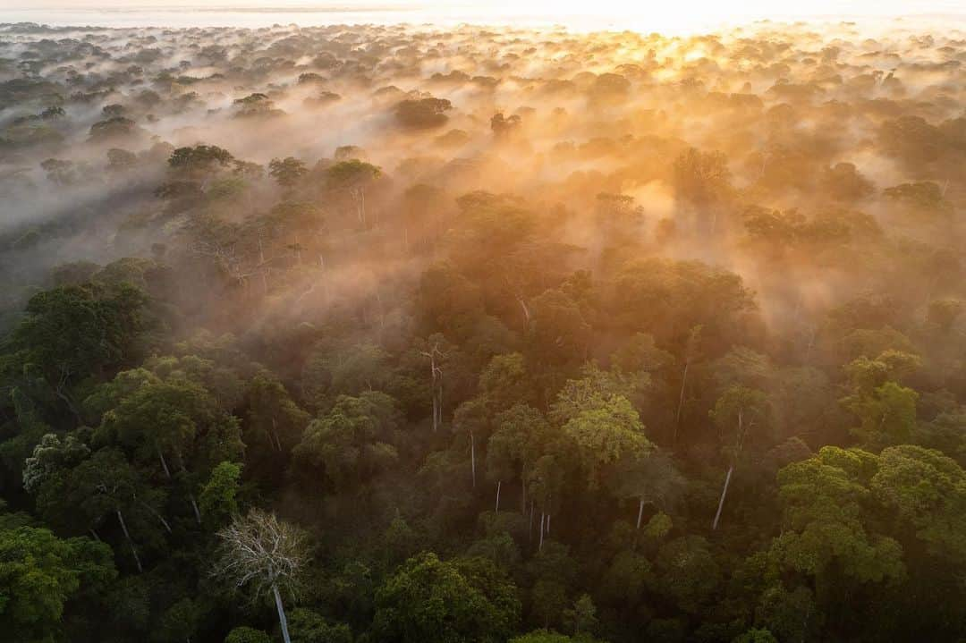 thephotosocietyのインスタグラム：「Photo by @thomas.nicolon // Sunrise over Nouabalé-Ndoki National Park, Republic of Congo. Shot for @wcs_congo // Follow me @thomas.nicolon for more images of tropical rainforests」