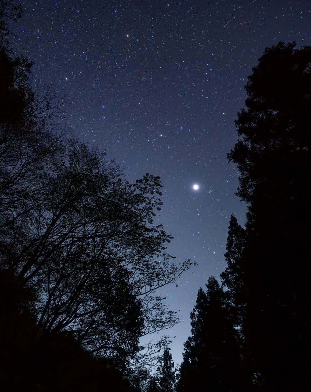 KAGAYAのインスタグラム：「ひんやり静まりかえった晩秋の森。 仰ぎ見た先には木星が輝いていました。 （昨日、群馬県にて撮影） 今日もお疲れさまでした。  #星空 #starphotography」