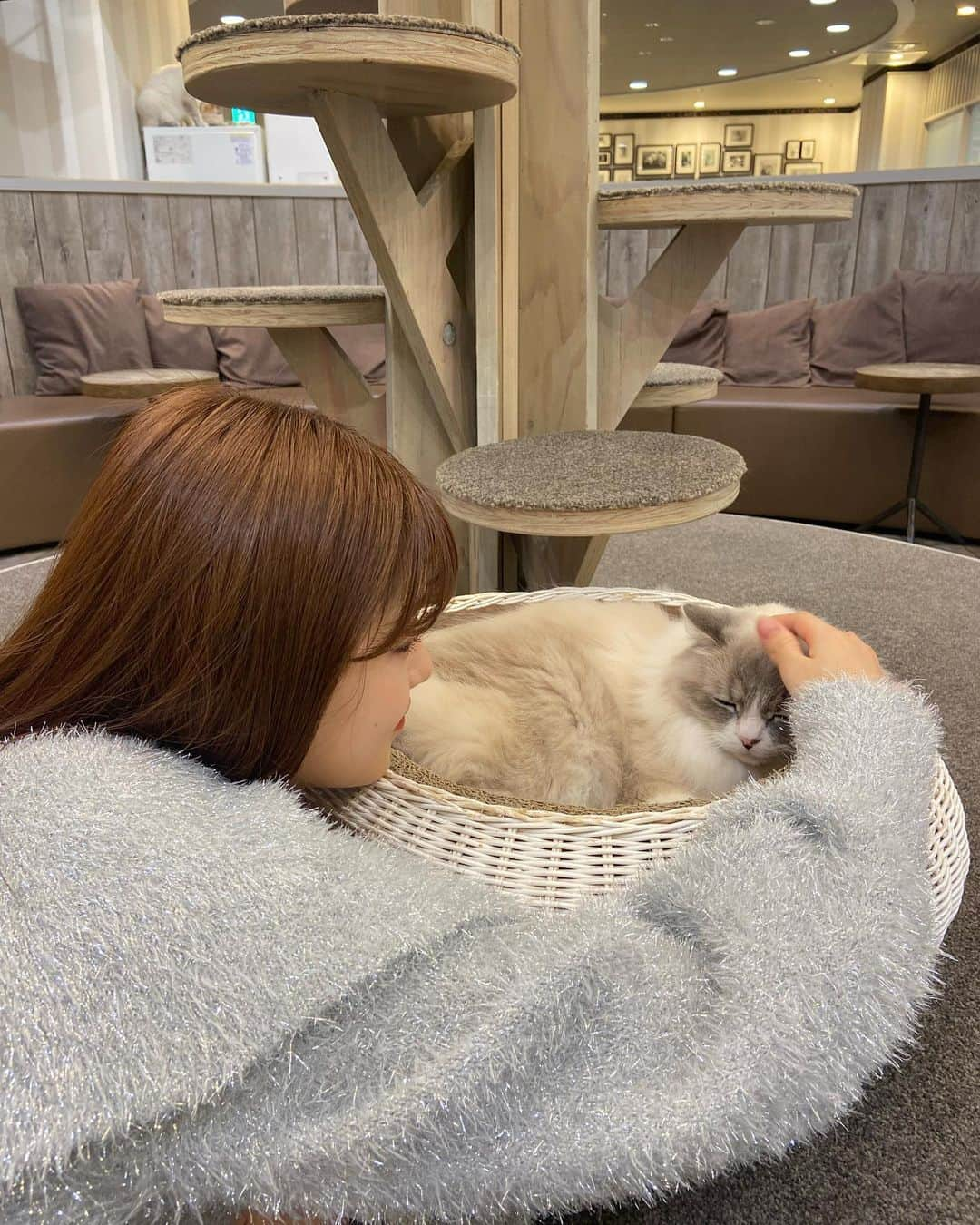 中村真凜さんのインスタグラム写真 - (中村真凜Instagram)「猫ちゃんに会いに @mocha.tachikawa へ🐈 ・ 最初ちょっと怖かったんやけど…みんなとっても穏やかで おやつ持った瞬間集まってきてくれるのが可愛すぎたなぁ♡" ちゃんと順番待ちしてる姿にズキュンと胸打たれた…🥹‼︎ ・ ちょうどお昼寝時間で寝てる子多めやったけど、 寝顔にも癒されたし、それぞれの個性？性格？が垣間見れて 観察してるのも楽しかった~😽✨ ・ #PR #猫カフェmocha #猫カフェ #立川猫カフェ #立川カフェ」11月12日 20時57分 - marimero1121