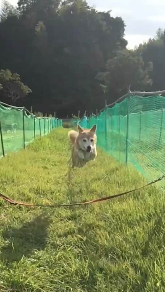 柴犬 けんしろう ゆりあのインスタグラム：「🐕💨  最近ストーリーズにのせてた 7歳の頃のゆりあさん  きっとこのゆりジェットが 印象強いのではないかな？✈️😂  明後日、 お友だちとドッグランへ行くのですが 今のゆりあさんは走ると思いますか？  お世話係の予想 走らない確率70%🤔  走らなくても、違う環境で お友だちに刺激をもらうって とっても大切なこと。 ゆりちゃんがんばれー🐶🔥  #飛行犬」