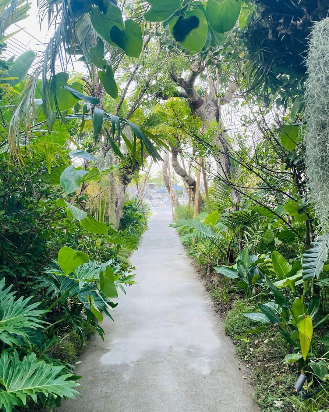 大庭絃子さんのインスタグラム写真 - (大庭絃子Instagram)「📍 BOTANICAL POOL CLUB 日本にいることを忘れてしまう空間🏝️🤍 ⁡ @botanicalpoolclub  ⁡ 千葉で迎える爽やかな朝🍃 サウナとインフィニティプールが貸切状態でした!またゆっくり訪れたい＾＾ ⁡ #時差投稿  #botanicalpoolclub#bpc #poolhotel  ーーーーーーーーーーーーーーーー 今後のopenコンサートのお知らせ🎻  ＊12/4(月) 19:00- ラメンサジャスミン(広尾) Vl.大庭絃子・小泉奈美  ＊12/14(木) 19:00- 名曲喫茶カデンツァ(本郷三丁目) Vl.大庭絃子Pf.松本日向子  ＊1/23(火)19:00- オペラシティ リサイタルホール Vl.大庭絃子・西浦詩織  Pf.宮野志織  ＊2/25(日)14:00-アフタヌーンコンサート 東京文化会館小ホール  ＊3/22(金)pm ロビーコンサート トリトン第一生命ホール  （＊12/11 銀座Ankh）  #botanical #infinitypool #pool #gazebo #ボタニカルプールクラブ #プールホテル #プール #travel #trip #vacation #luxury #sauna #ゴルフ旅行 #サウナ#リトリート」11月12日 21時33分 - itokooba