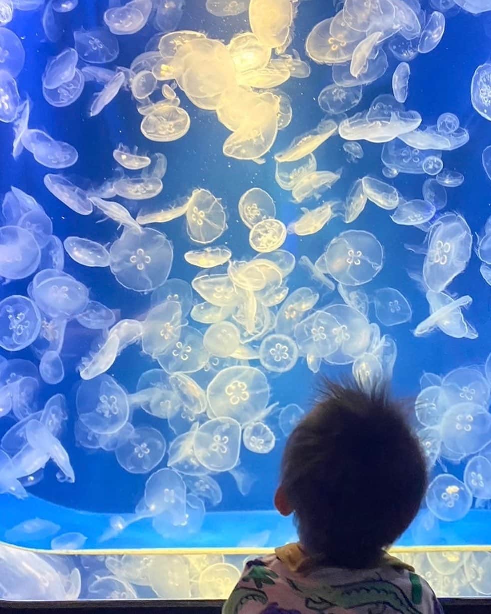 徳永千奈美のインスタグラム：「👶🏽🫶  #1歳8か月  #初 #水族館 #水族館デビュー #赤ちゃんのいる生活」