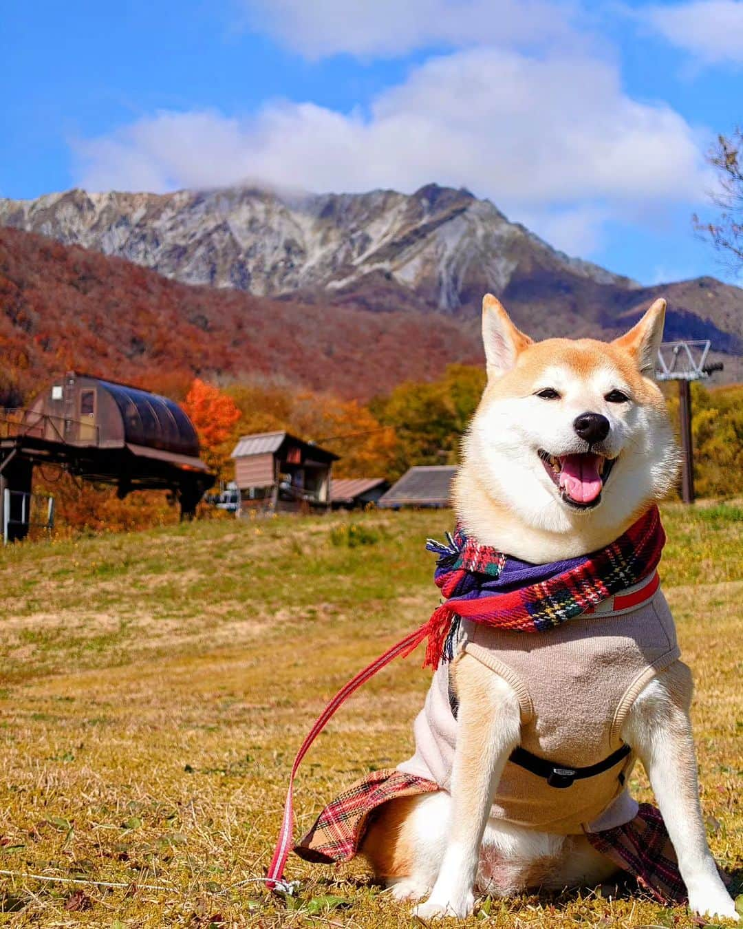 ちゃみさんのインスタグラム写真 - (ちゃみInstagram)「まるで絵画 鳥取の大山の紅葉🍁 キレイでしょー  ❶チャーミーの顔！笑  #鳥取県#大山#紅葉 #柴犬#しばいぬ#犬#愛犬#癒し#shiba#shibainu#dog」11月12日 12時50分 - shiba_charmy