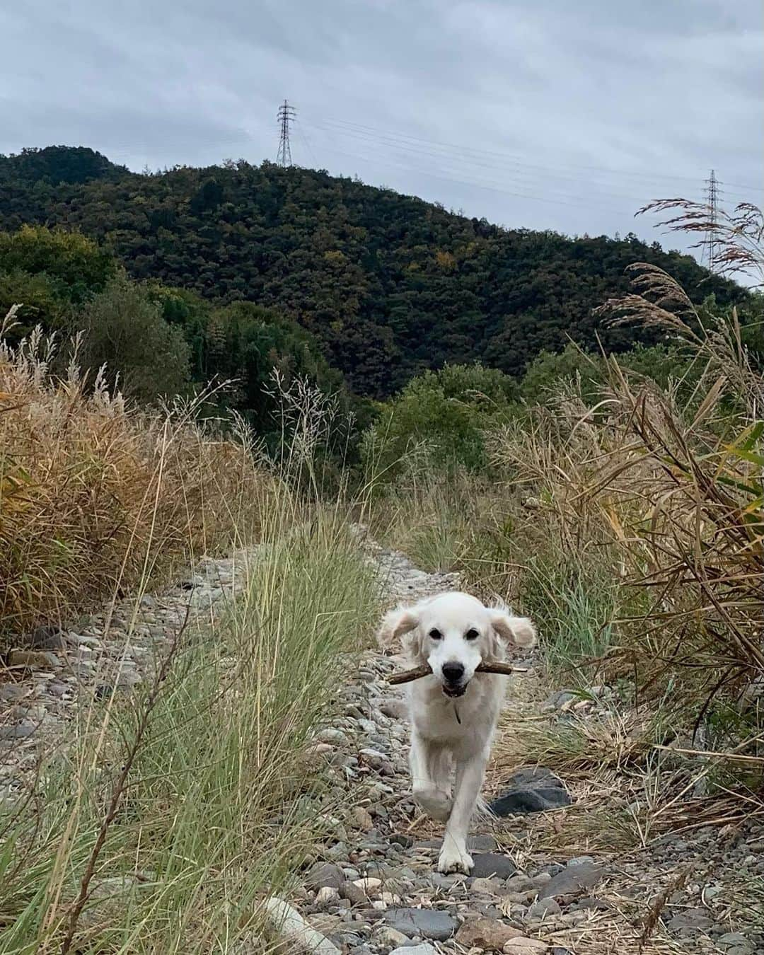 P太郎ママさんのインスタグラム写真 - (P太郎ママInstagram)「お耳がボワッ！ 昨夜は、 だだちんが今季初、お布団にイン。 いつもは、ベッドの足元の方に寝とる。 それが、、、 真夜中、冷やっこい濡れ鼻で、 ツンツンと。 これが、布団に入れてくれーの合図。 だだ抱くと暖かーーい。 が！ 鼻の冷たさよ😭 それにしても。 冷えてきたけど、 まだそんなに寒くはないよね。 脂肪が減ったから冷える？ ←脂肪が増えたママンは寒さを感じない😱」11月12日 12時53分 - ptarodada