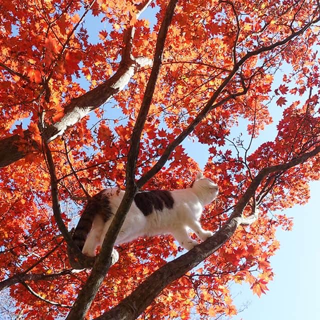 まる & はなさんのインスタグラム写真 - (まる & はなInstagram)「紅葉とまるはなみり！ Autumn leaves and Maru&Hana&Miri!」11月12日 13時31分 - maruhanamogu
