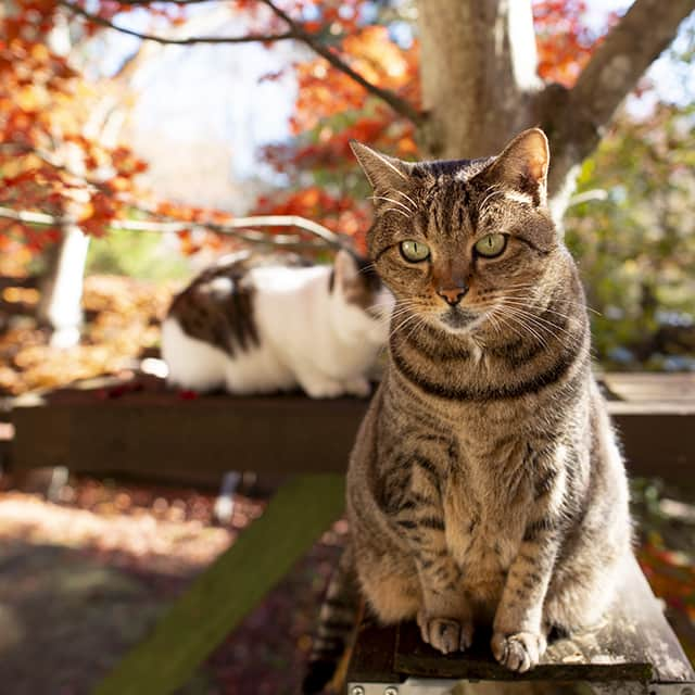 まる & はなさんのインスタグラム写真 - (まる & はなInstagram)「紅葉とまるはなみり！ Autumn leaves and Maru&Hana&Miri!」11月12日 13時31分 - maruhanamogu