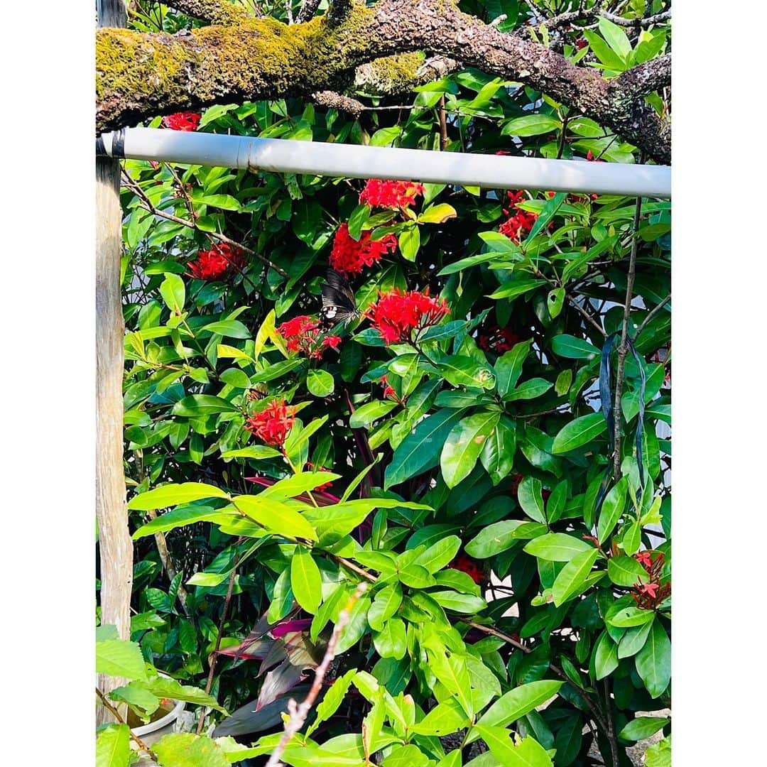 有明ゆなさんのインスタグラム写真 - (有明ゆなInstagram)「赤のお花に 黒の蝶々は綺麗だ🫶 . . 奄美大島の思い出📸」11月12日 13時49分 - ariake_yuna