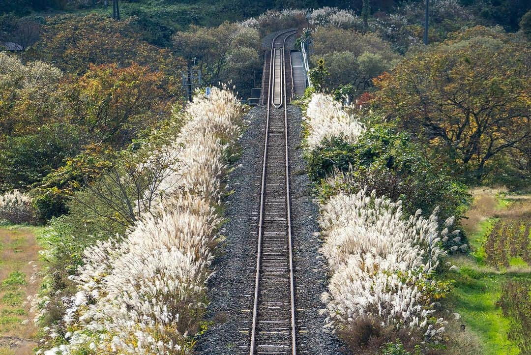 山人さんのインスタグラム写真 - (山人Instagram)「連続投稿5日目…！ 北上駅からほっとゆだ駅を通り、横手駅まで繋がる北上線。 北上市の横川目駅の付近にこんなすすき鉄道スポットがあるのです✨ 2023.11.01撮影  #私の山人  #山人 #西和賀 #岩手 #岩手県 #温泉 #いくぜ東北 #東北グルメ巡り #東北グルメ #東北旅行 #温泉旅行 # 田舎暮らし #日本の風景 #自然が好き　 #風景写真を撮るのが好きな人と繋がりたい #田舎の風景 #紅葉 #もみじ #芸術の秋 #錦 #紅葉スポット #落葉 #北上線 #JR #JR東日本 #湯ったりまつり2023 #地元の鉄道を応援しよう✊#横川目」11月12日 13時52分 - yamado.official