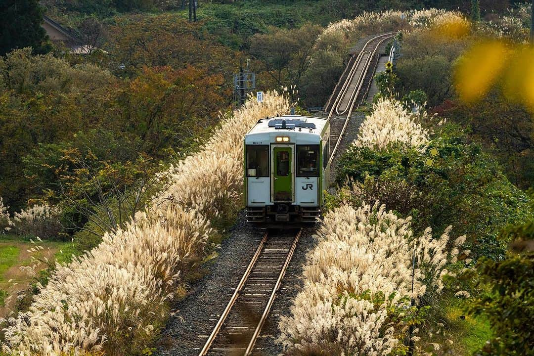 山人のインスタグラム：「連続投稿5日目…！ 北上駅からほっとゆだ駅を通り、横手駅まで繋がる北上線。 北上市の横川目駅の付近にこんなすすき鉄道スポットがあるのです✨ 2023.11.01撮影  #私の山人  #山人 #西和賀 #岩手 #岩手県 #温泉 #いくぜ東北 #東北グルメ巡り #東北グルメ #東北旅行 #温泉旅行 # 田舎暮らし #日本の風景 #自然が好き　 #風景写真を撮るのが好きな人と繋がりたい #田舎の風景 #紅葉 #もみじ #芸術の秋 #錦 #紅葉スポット #落葉 #北上線 #JR #JR東日本 #湯ったりまつり2023 #地元の鉄道を応援しよう✊#横川目」